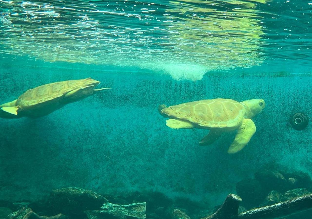 Apto Diferenciado Em Ubatuba Bagian luar foto